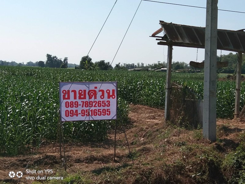 ขายที่ดิน-29ไร่-ติดถนนใหญ่-ใกล้อบตนาทุ่ง-สวรรคโลก-สุโขทัย