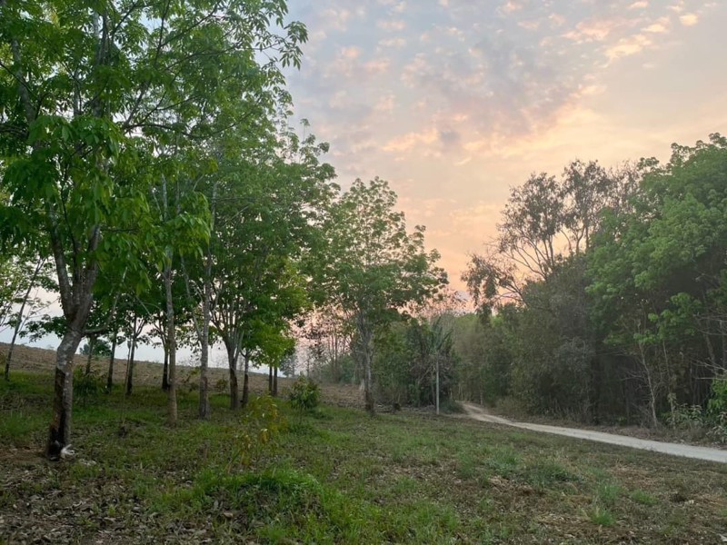 ขายสวนผสมทุเรียนและยางพารา-26-ไร่-ทองผาภูมิ