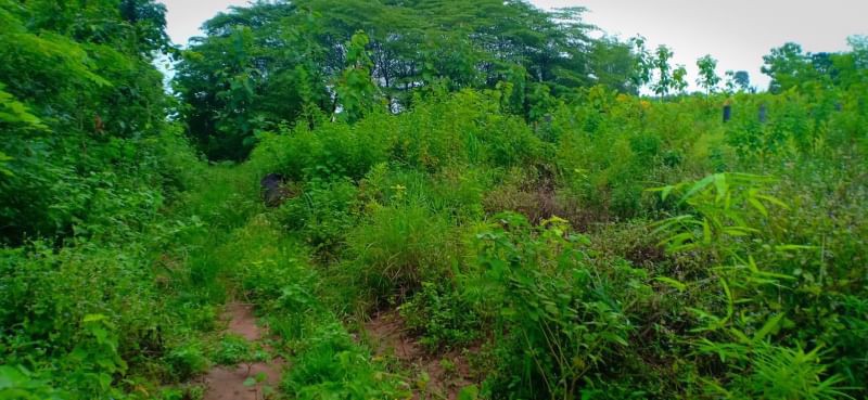 ขายที่สวนติดบ้านคน-เนื้อที่-1ไร่-2งาน-23ตรว