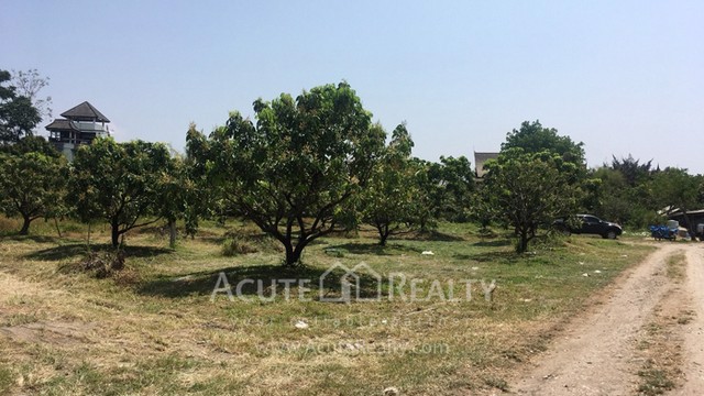 ขายที่ดินเปล่าในเมืองเชียงใหม่-เป็นที่ดินสวนลำไย-เนื้อที่-5-3-75-ไร่-ทำเลดีมาก-อยู่ใกล้มเชียงใหม่