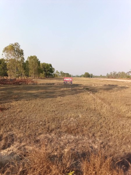 ขายด่วน-ขายถูก-ที่นาสวย