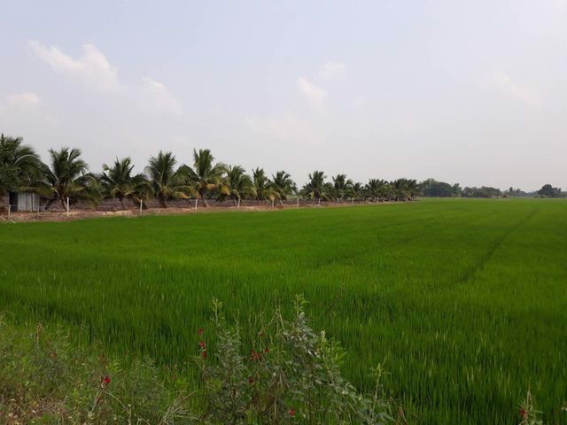 ขายที่ดินเปล่า-อบางไทร-อยุธยา