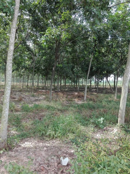 ขายที่ดินเปล่า-26-3-94-ไร่-อเมืองอุดรธานี