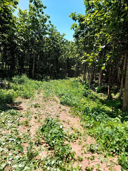 ขายที่ดินเนื้อที่-10-2-29-ไร่-มีต้นสักประมาณ-3000-ต้น