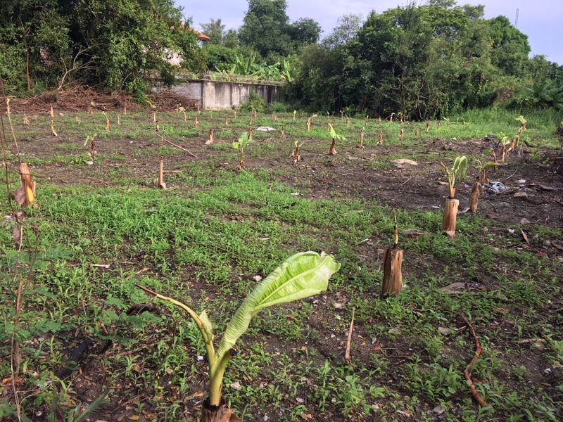 เพชรเกษม-ซอย-64-บางแค-195-ตารางวา-ขายด่วน-เจ้าของร้อนเงิน-