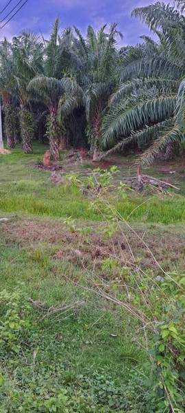 ขายที่ดินพร้อมสวนปาล์ม-เนื้อที่-4-ไร่-3-งาน-81-ตาราวา-ราคาไร่ล-ะ18-ล้าน-ติดถนนเอเซีย-ใกล้แยกป่าเว-อ