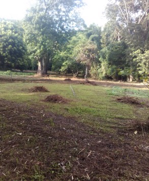 ขาย-ที่ดิน-แม่สาย-เชียงราย-3-ไร่ถ้วน-ไร่ละ-600000