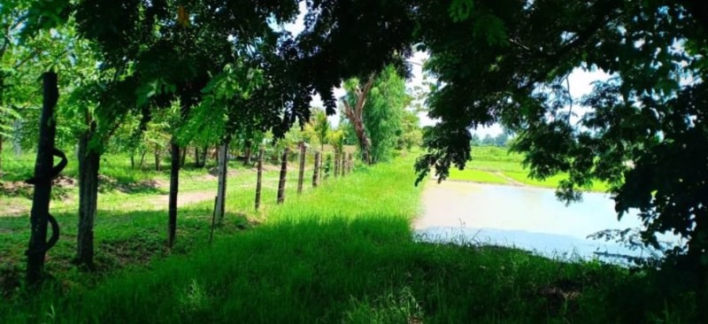 ขายที่นา-6ไร่-ติดถนนทางหลวง-2เลนส์ใหญ่