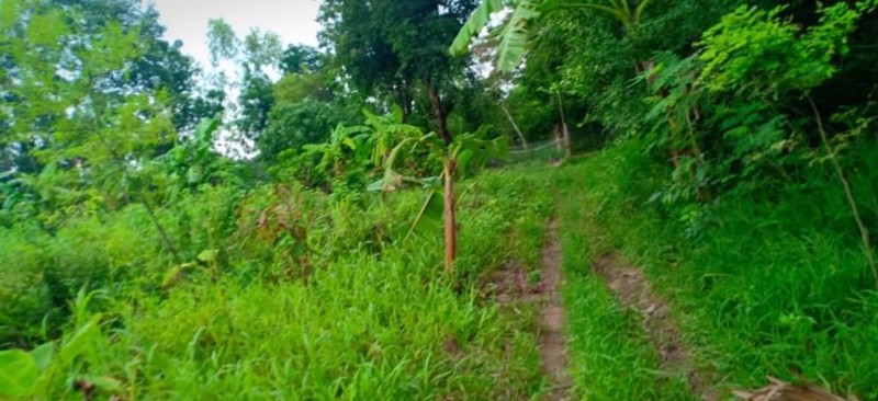 ขายที่สวนติดบ้านคน-เนื้อที่-1-ไร่-2-งาน-23-ตรว