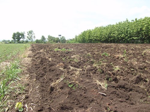 ขาย-ถูกมาก-ที่ดิน-ลำสนธิ-ที่ดินไทย-9-2-35-ไร่-หมู่-8-ตหนองรี-ชัยบาดาล-อลำสนธิ-จลพบุรี-โฉนด