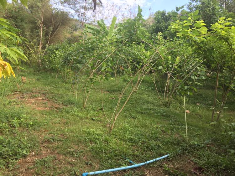 ขายที่ดิน-แถมบ้าน-1-หลัง-ใกล้ธรรมชาติ-บรรยากาศบ้านสวน