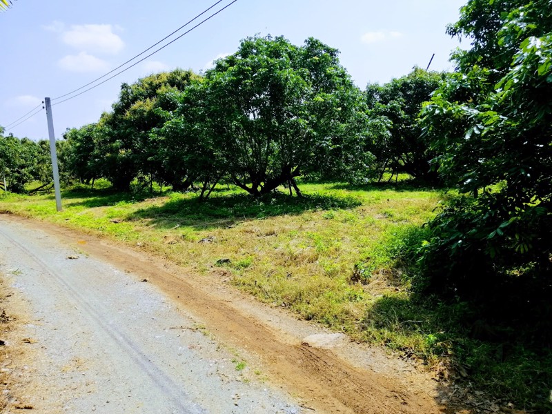 สวนลำไยโฉนด-ไร่ละ-169000-น้ำ-ไฟถึง-ใกล้ทางหลวง-ใกล้ชุมชน-รถยนต์เข้าถึง-เจ้าของขายเอง
