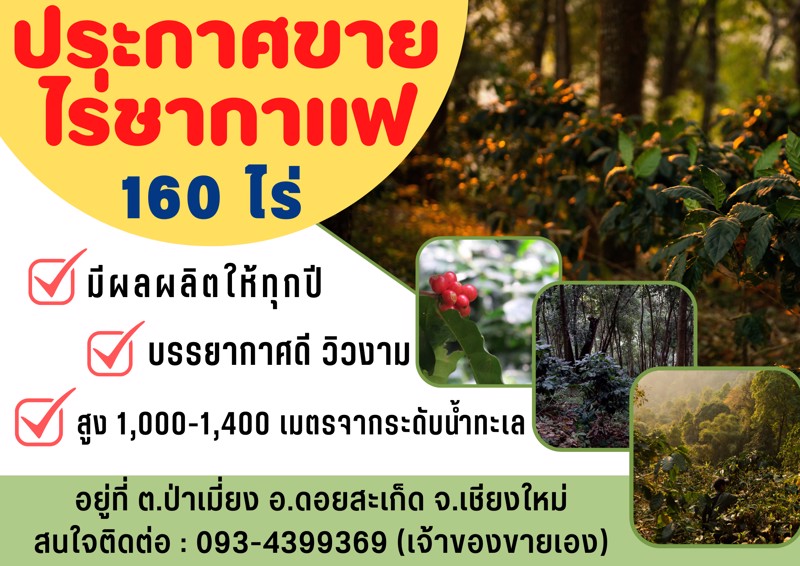 ขายไร่ชาและกาแฟ-ทำเลดี-ถนนคอนกรีต-เดินทางสะดวก-160-ไร่