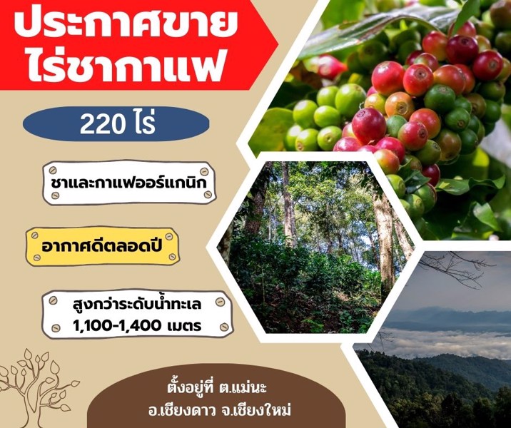 ไร่ชากาแฟ-220-ไร่-วิวสวย-บรรยากาศดี-ตั้งอยู่ที่เชียงดาว-จเชียงใหม่