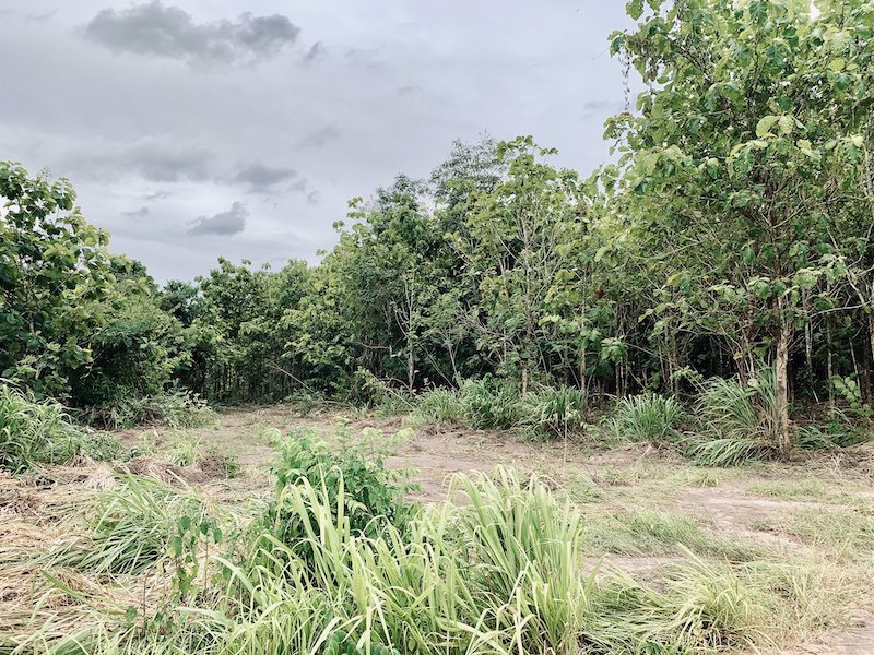 ขายด่วน-ที่ดินอสวนผึ้ง-30-ไร่-พร้อมต้นสัก-2000-กว่าต้น-อายุ-14-ปี-ถูกที่สุดในเวลานี้