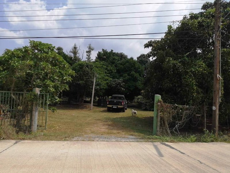 ขายที่ดินสวนมังคุดสวยๆ-ราคาไม่แพง-เหมาะแก่การลงทุน