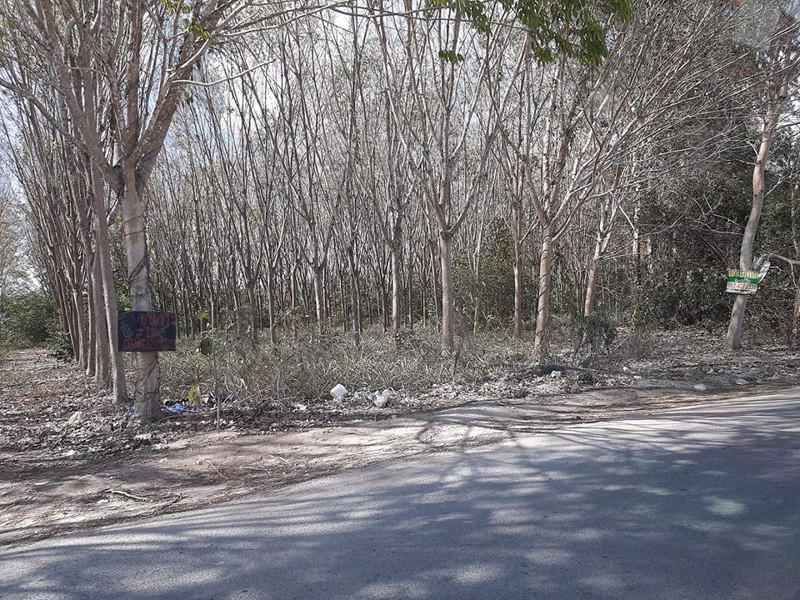 ขายที่ดินสวนยาง-7ไร่-มาบข่า-ใกล้แหล่งโรงงานใกล้ชุมชน-น่าสนใจมาก