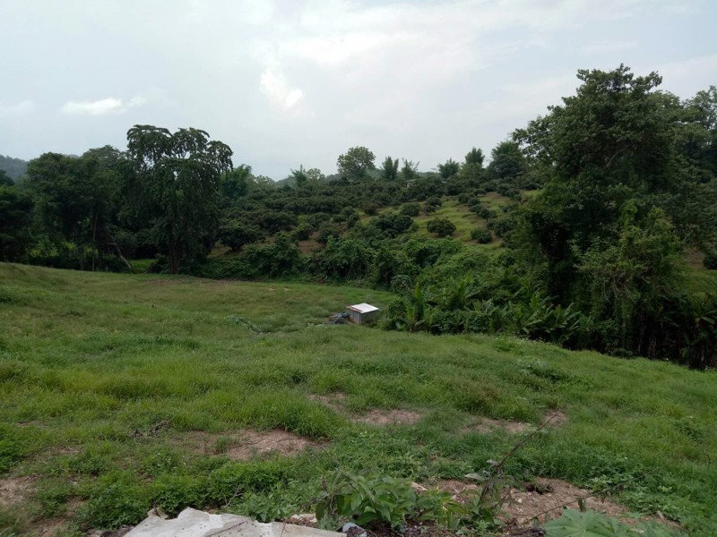 ขายที่ดิน-7-ไร่-อแม่แตง-จเชียงใหม่