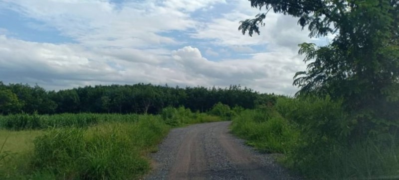 ขายที่ดิน-1ไร่-1งาน-25ตรว-ราคายกแปลง-159000บาท