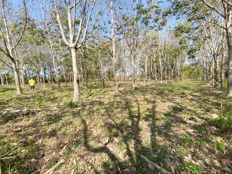 ขายสวนยางพารา-เวียงป่าเป้า-จเชียงราย