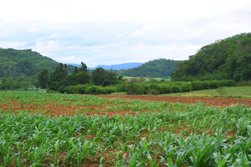 ขายด่วน-ที่ดิน-เนินเขาติดถนนดำ-เหมาะสำหรับสร้างที่พัก-ทำเกษตร-น้ำไฟเข้าถึง-อำเภอปากช่อง-จังหวัดนครรา