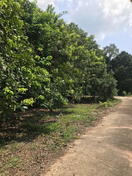 ขาย-สวนเงาะ-ขนาด-4-ไร่-89-ตารางวา-ห่างจากตลาดหรือถนนสุขุมวิท-4-โล-อำเภอขลุง-จังหวัดจันทบุรี