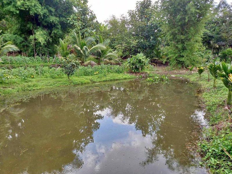 ให้เช่าที่ดิน-ที่สวยมากกลางดอยอินทนนท์-มีโฉนด-พร้อมบ้านยุ้งข้าวโบราณอายุ-200-ปี-2-หลัง