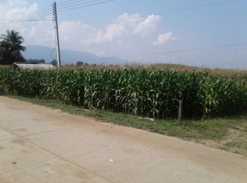 ขายที่ดินในชุมชน10ไร่-อยู่ย่านใหม่สามัคคี-ติดถนนคอนกรีต