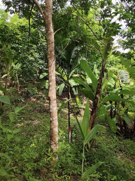 ขายที่ดิน-61ไร่-ไร่ละ-230000-มีเอกสารเสียภาษีดอกหญ้า