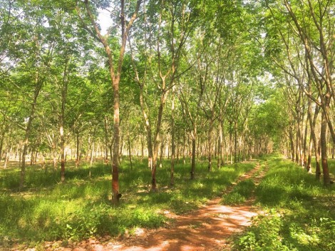 ขายที่ดินและสวนยางพร้อมกรีด-จระยอง