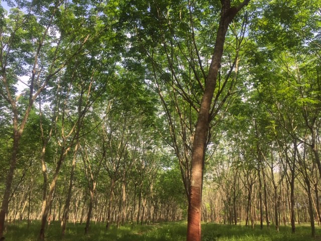 ขายที่ดินและสวนยางพร้อมกรีด-จระยอง