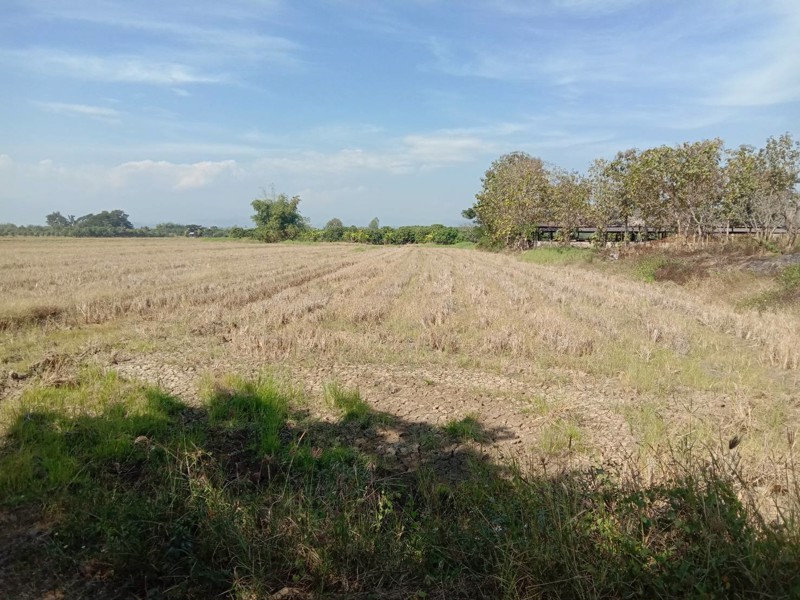 ขายที่ดิน-ไร่ล่ะ-270000-บาท-จังหวัดลำพูน