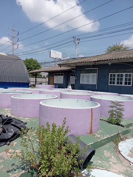 ให้เช่าฟาร์มกุ้งบ่อปูนพร้อมบ้าน