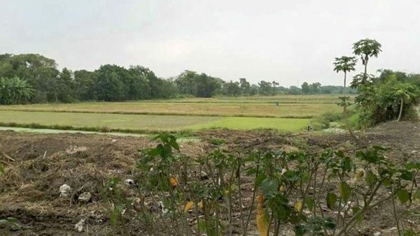 ขายที่ดินทำเล-ใกล้สถานีรถไฟฟ้า-2สาย-สีส้ม-49-2-10-ไร่-หมู่บ้านสัมมากร-สุขาภิบาล-3