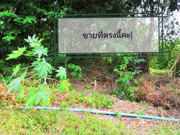 ขายที่ดินสวย-25-ไร่-ติดถนน-ตโพธิ๋เเตง-อบางไทร-จพระนครศรีอยุธยา