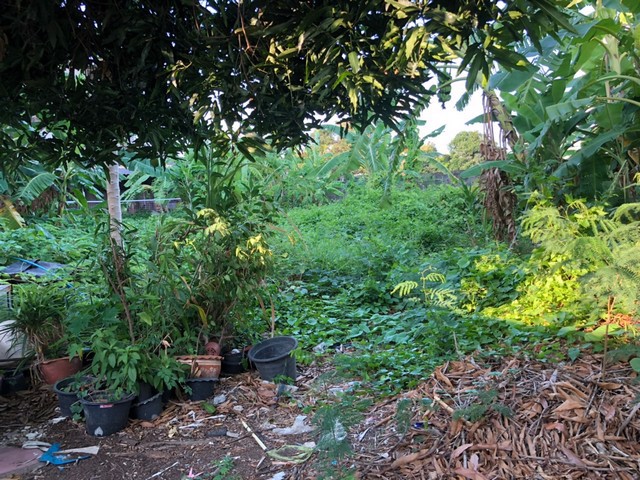 ขายที่ดิน-ซอยเพชรเกษม-42-ขนาด199-ตรว-ม-สยาม-ใก้ลรถไฟฟ้าบางหว้า