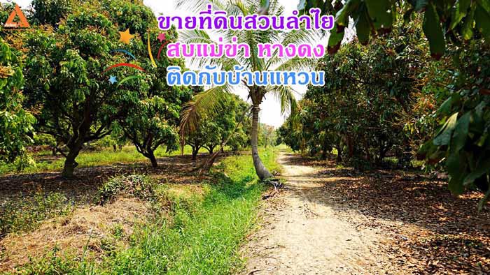 ขายที่ดินสวนลำไย-ตำบลสบแม่ข่า-หางดง-เชียงใหม่-ใกล้กับบ้านแหวน