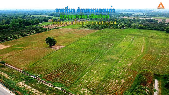 ขายที่นา-ตำบลหนองแก๋ว-อำเภอหางดง-เชียงใหม่-ใกล้ชุมชน-น้ำชลประทานสมบูรณ์