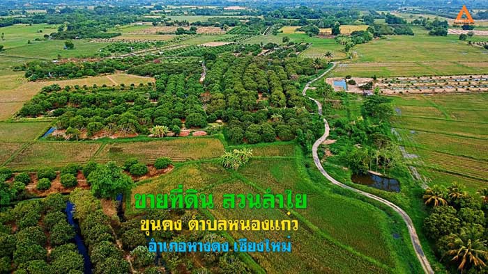 ขายที่ดิน-สวนลำใย-ขุนคง-ตำบลหนองแก๋ว-อำเภอหางดง-เชียงใหม่