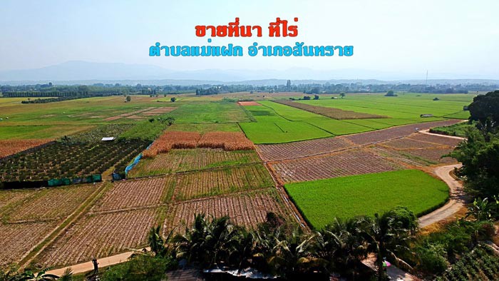 ขายที่นา-ที่ไร่-ตำบลแม่แฝก-อำเภอสันทราย-จังหวัดเชียงใหม่