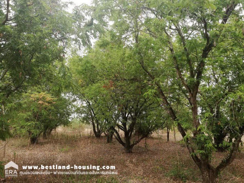 ที่ดินเปล่า-1-ไร่-ตบ้านกล้วย-อชนแดน-จเพชรบูรณ์-หน้ากว้าง-20-ม-ลึก-80-ม-เข้าซอย