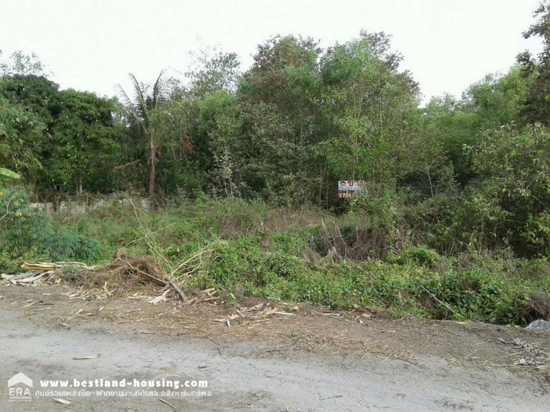 ที่ดินเปล่า-300-ตรว-ถฤชุพันธ์4-ไทรใหญ่-เข้าซอยอีกเพียง-324-ม-อยู่ซ้ายมือ