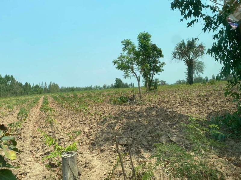 ขาย-ที่ดิน-21-ไร่-2-งาน-83-ตรว-พร้อมคนเช่า-ติดพื้นที่อำนวยความสะดวกและแหล่งชุมชน-ทำเลทอง