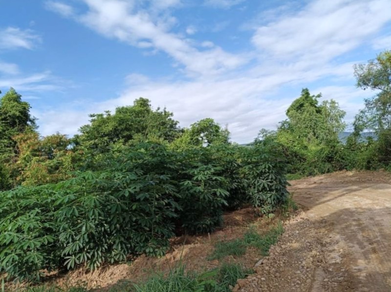 ขายที่ดิน-65ตรวติดถนน2ด้าน