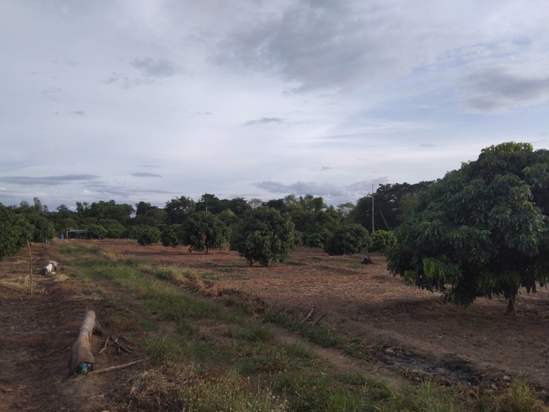 ขายที่ดิน-แปลงสวย-125-ไร่-ไฟฟ้าพร้อมใช้งาน-เหมาะกับการเกษตรและทำบ้านจัดสรร