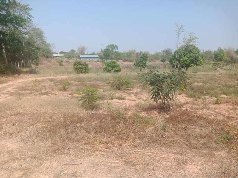 ขายที่ดินสวย-105-ไร่-เจ้าของขายเอง-อำเภอลำปลายมาศ-จังหวัดบุรีรัมย์