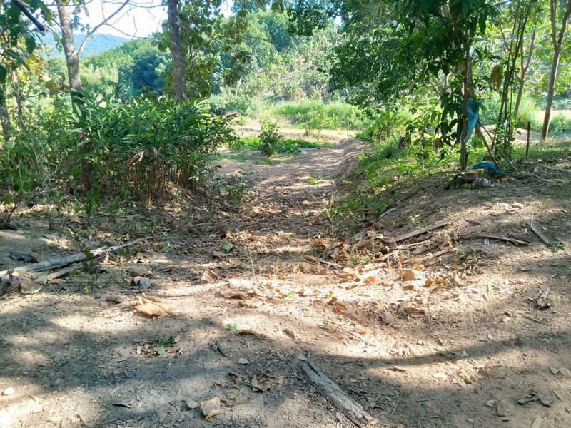 ขายที่ดินเพื่อการเกษตร-นาข้าว-รถสามารถผ่านเข้าออกได้-อำเภอเชียงกลาง-จังหวัดน่าน-โทร-0833214381