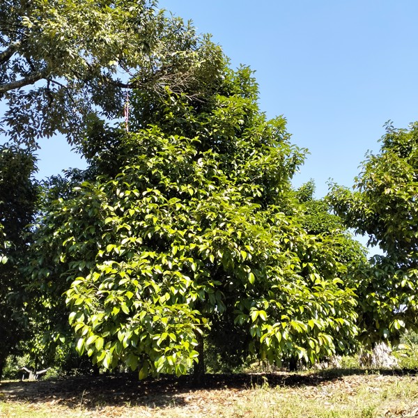 สวนผลไม้-พร้อมผลผลิต-41-ไร่-นายายอาม-จันทบุรี-ขายด่วน