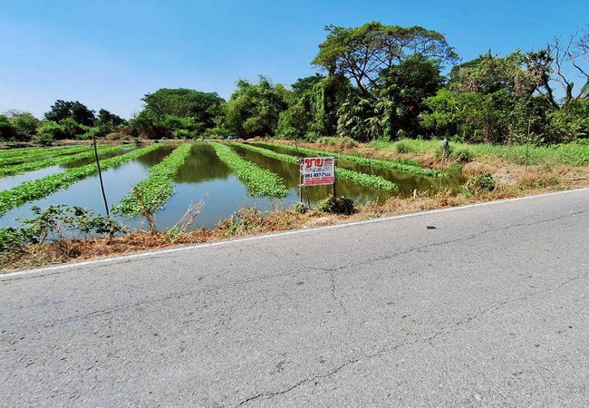 ขายที่ดิน-ตำบลคลองโยง-อำเภอพุทธมณฑล-นครปฐม-ถนนบางเลน-ใกล้-มราชภัฏสวนสุนันทา