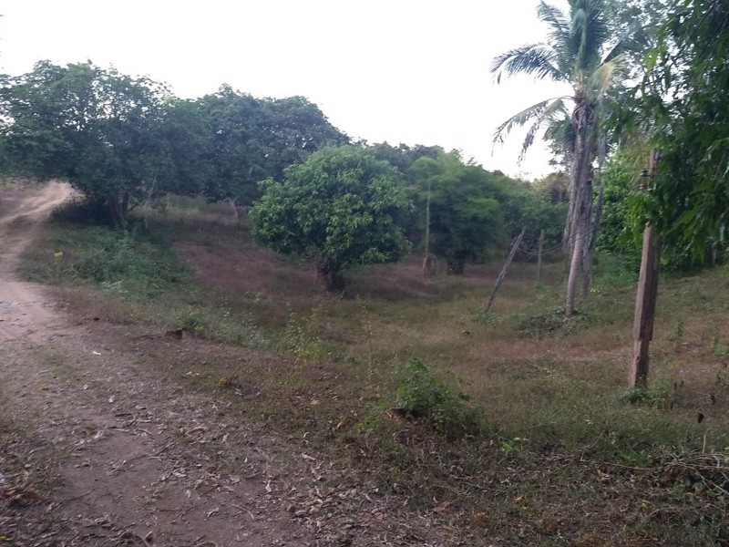 ขาย-ที่ดินทำเลทอง-50-ไร่-พร้อมบ้านพักในสวน-ติดแม่น้ำน่านตลอดแนวที่ดิน-ท่าปลา-อุตรดิตถ์